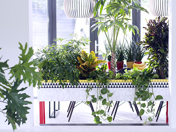 Plantas de interior decorativas y ‘sin compromiso’